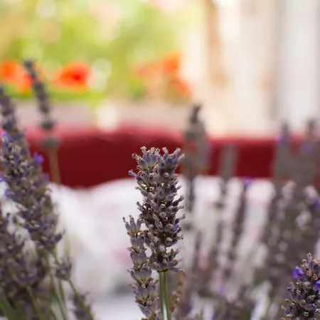 Apartament Vida - Amazing Place With Garden And Terrace